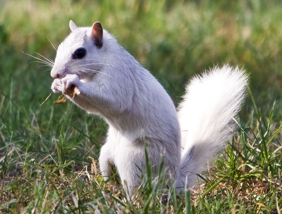 White Squirrel #119