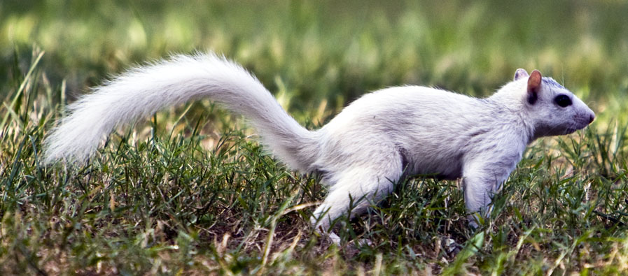 White Squirrel 129