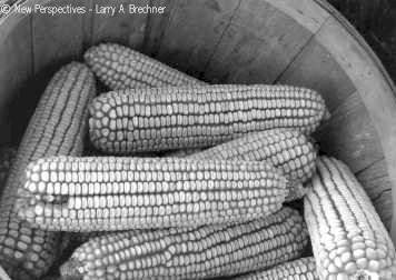Corn Basket