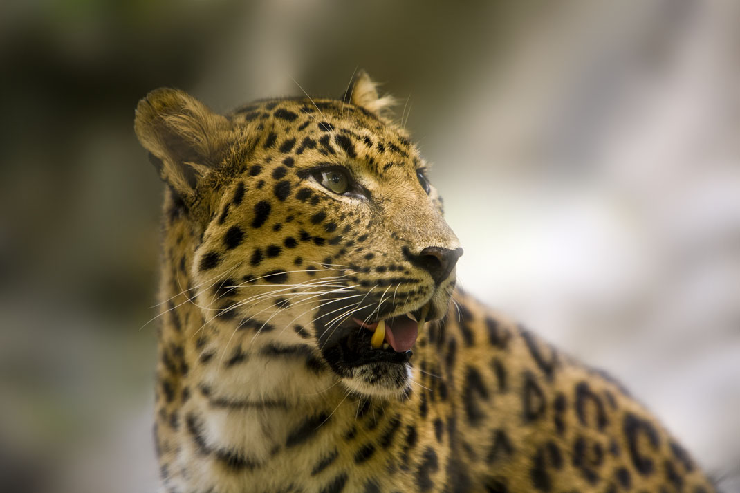 Amur Leopard #53