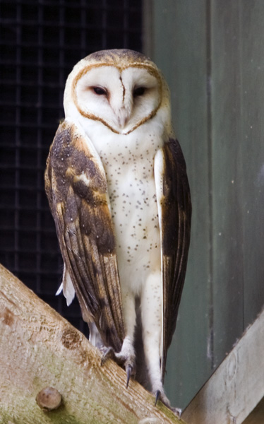 Barn Owl #30