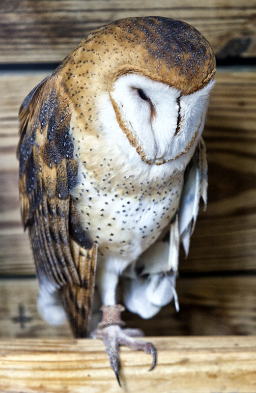 Barn Owl #86