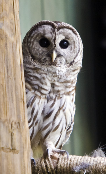 Barred Owl #114