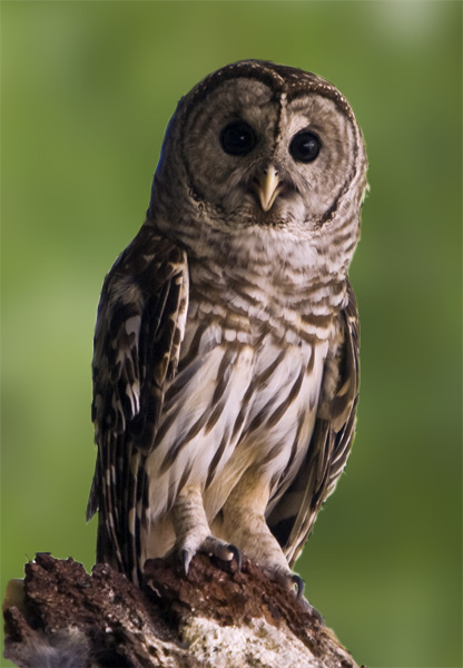 Barred Owl #392