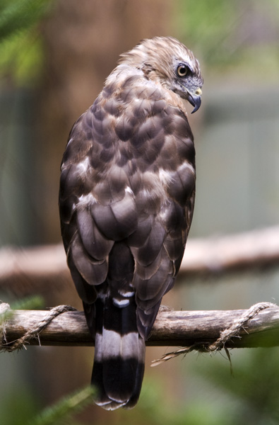 Broad-Winged Hawk #21