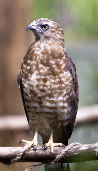 Broad-Winged Hawk #34