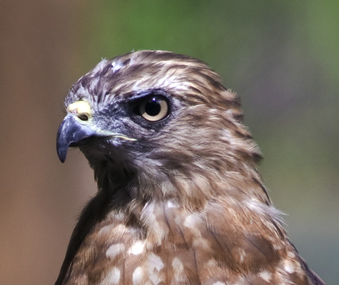 Broad-Winged Hawk #43c