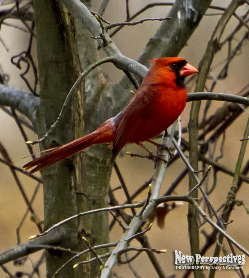 Cardinal #59