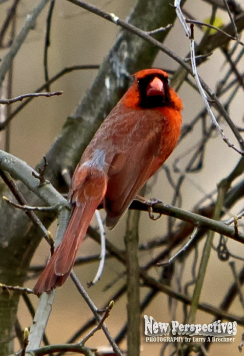 Cardinal #60