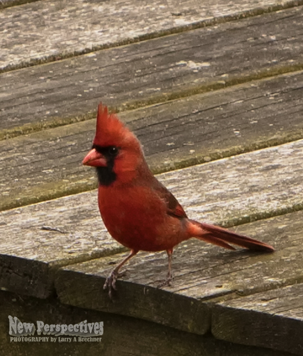 Cardinal #80