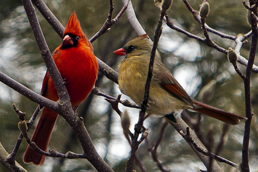 Cardinals of Lake Palomara