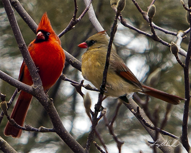 Lake Palomara Cardinals