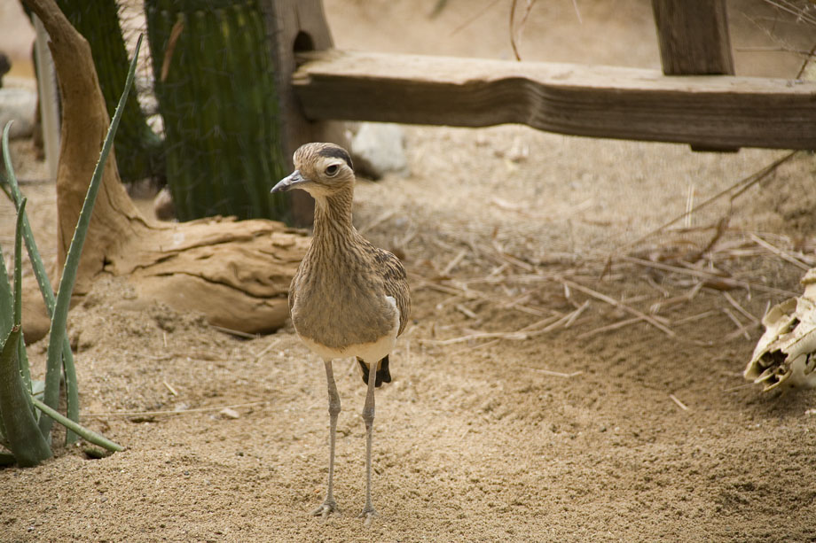 Striped Thick Knee #113