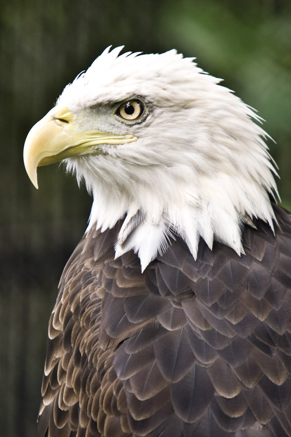 Bald Eagle #34