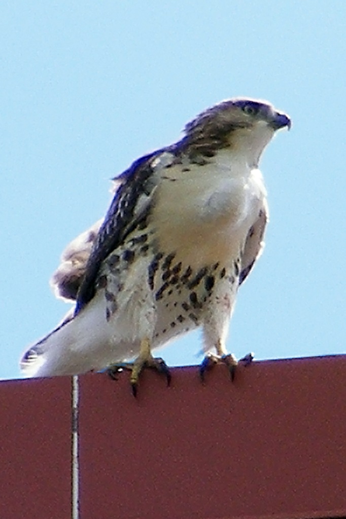 Pergrine Falcon #36