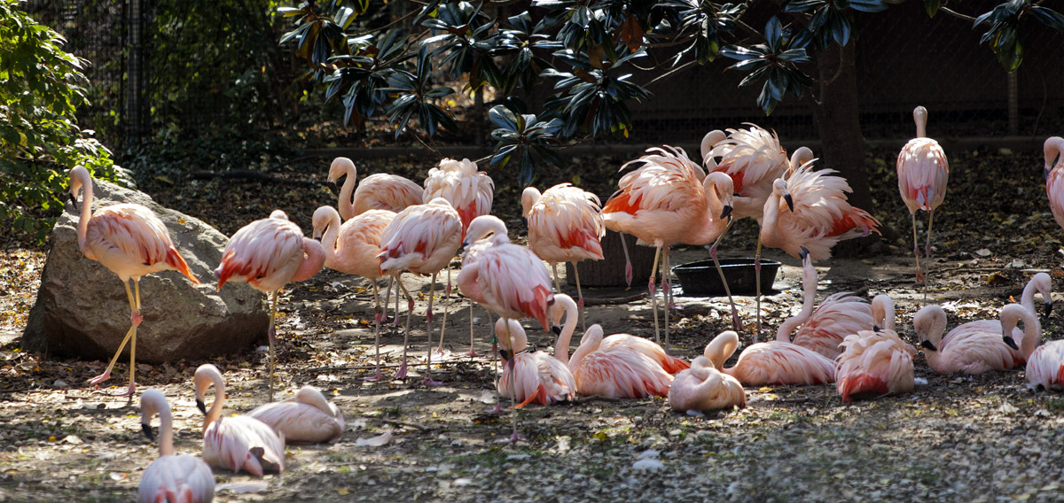 Flamingos #67