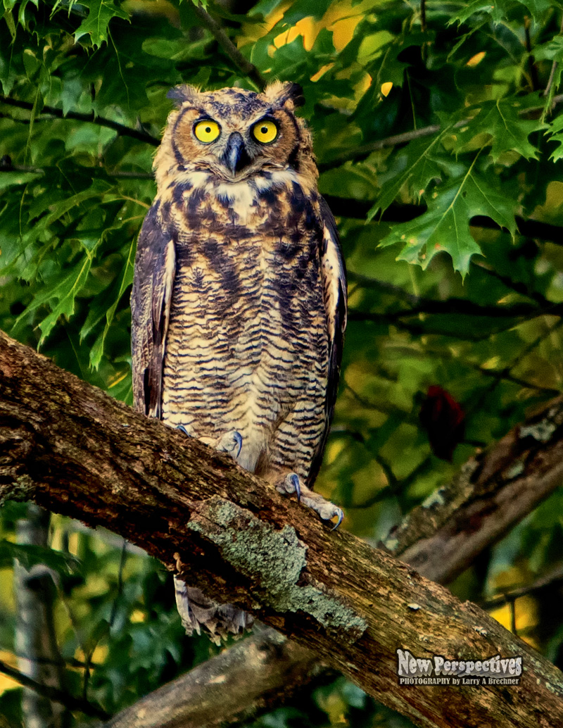 Great Horned Owl #14