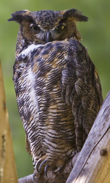 Great-Horned Owl #376