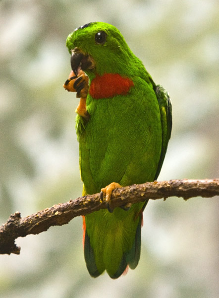 Green Parrot #232