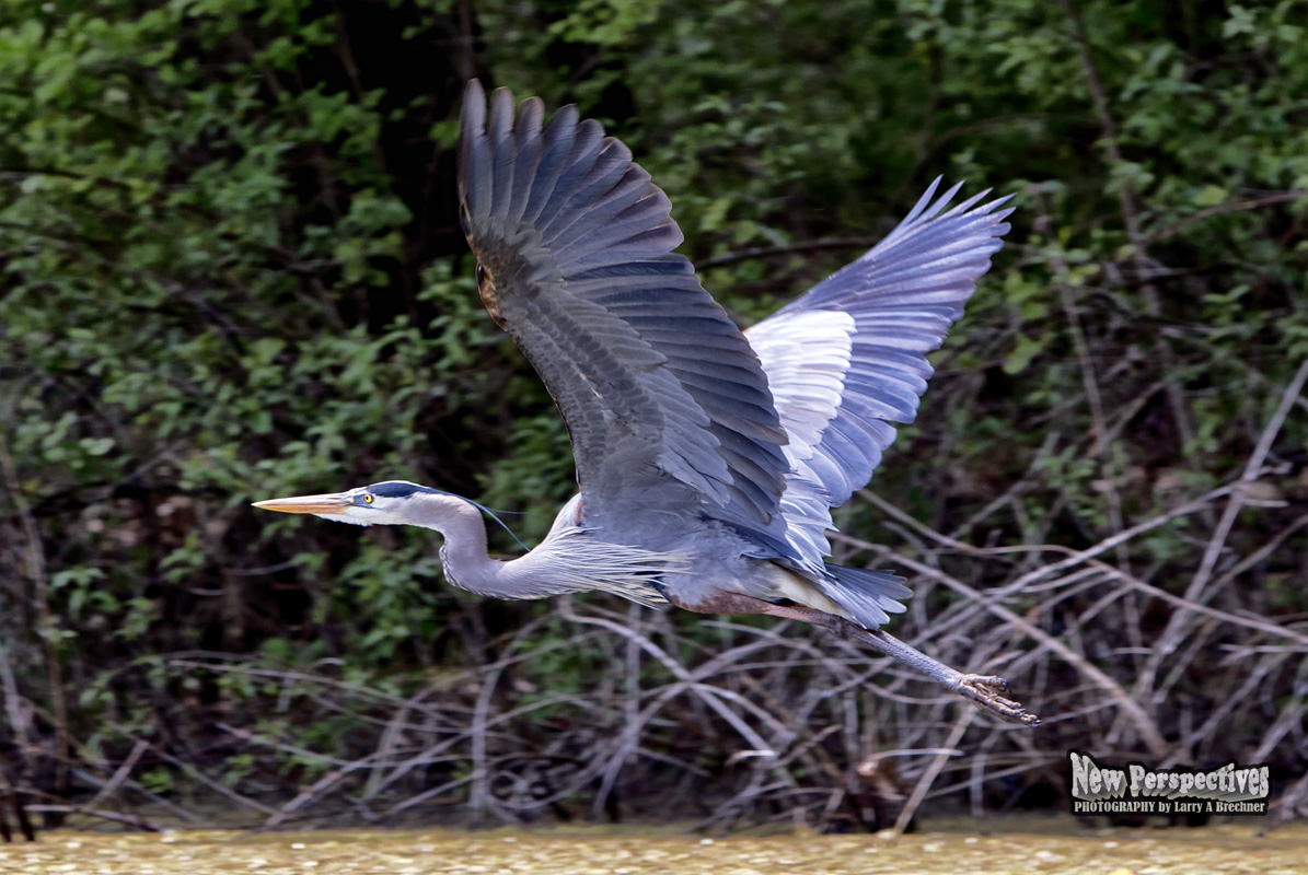 Flying Grwat Blue Heron #119
