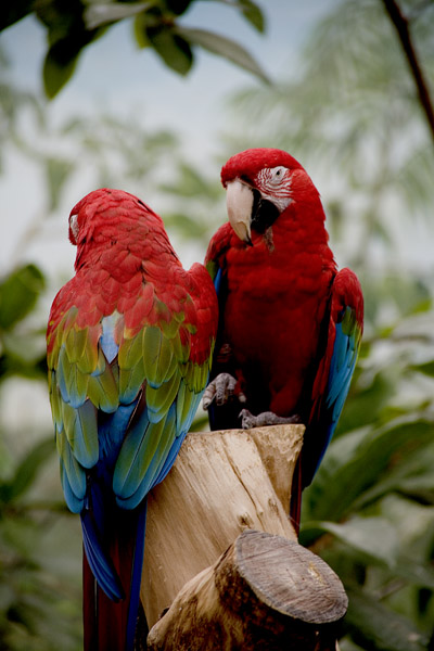 Macaw #62