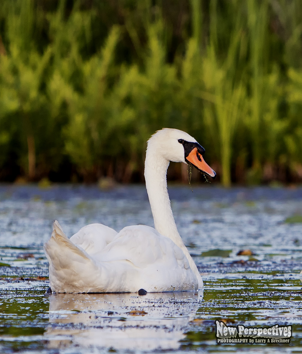 Swan #09