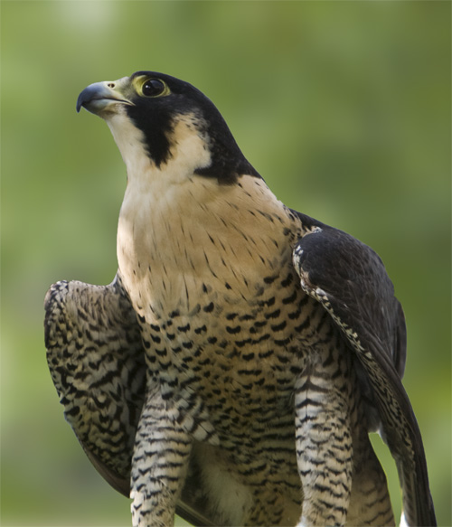 Pergrine Falcon #432