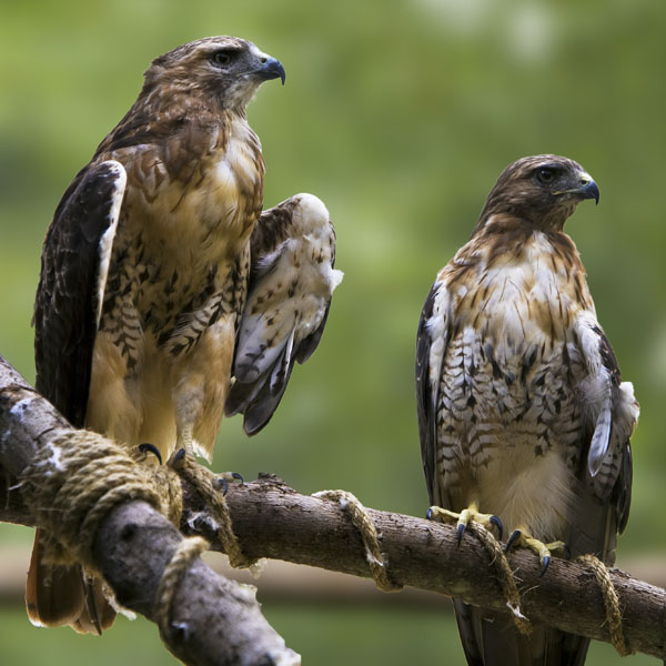Red-Tailed Hawks #173
