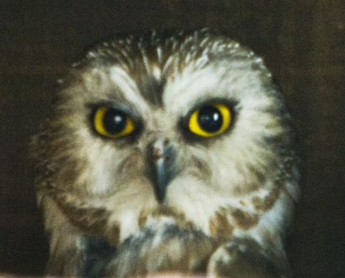 Saw-Whet Owl #456