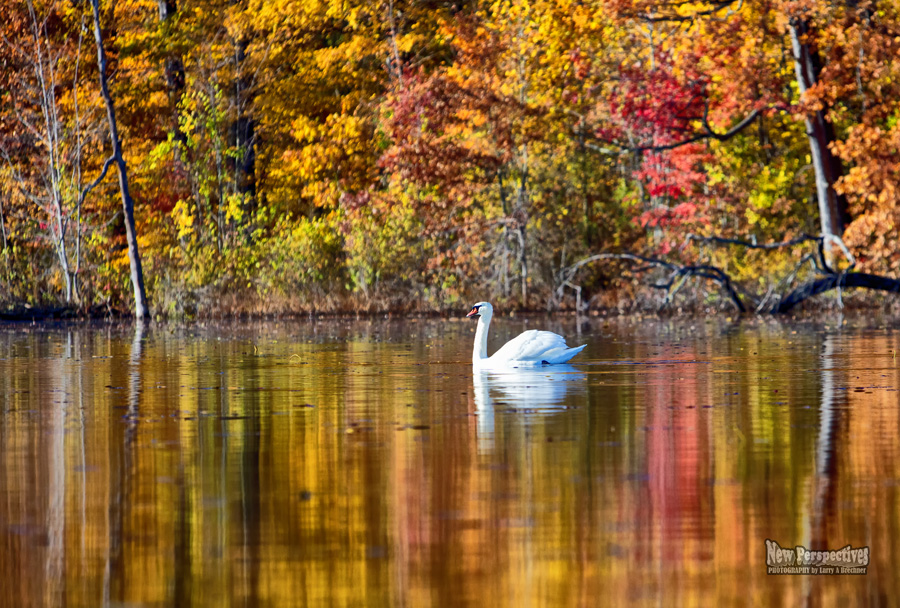 Swan Autumn #16