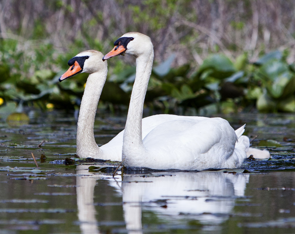 Swan couple #115