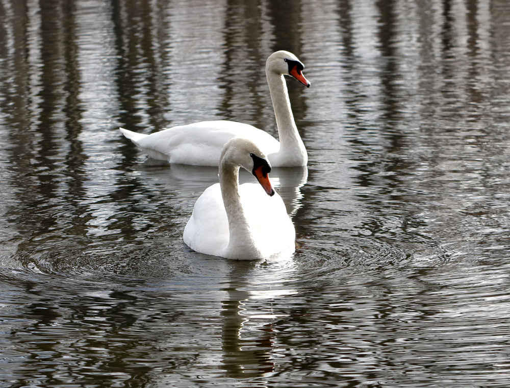 Swan Couple #30