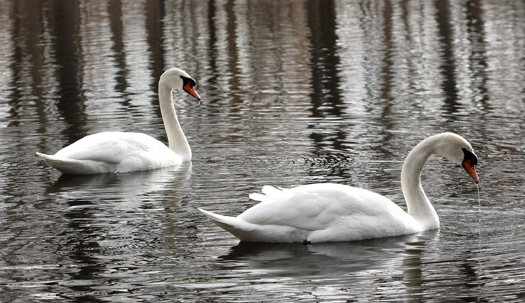 Swan Family #31