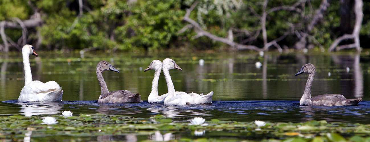 Swan Family #3