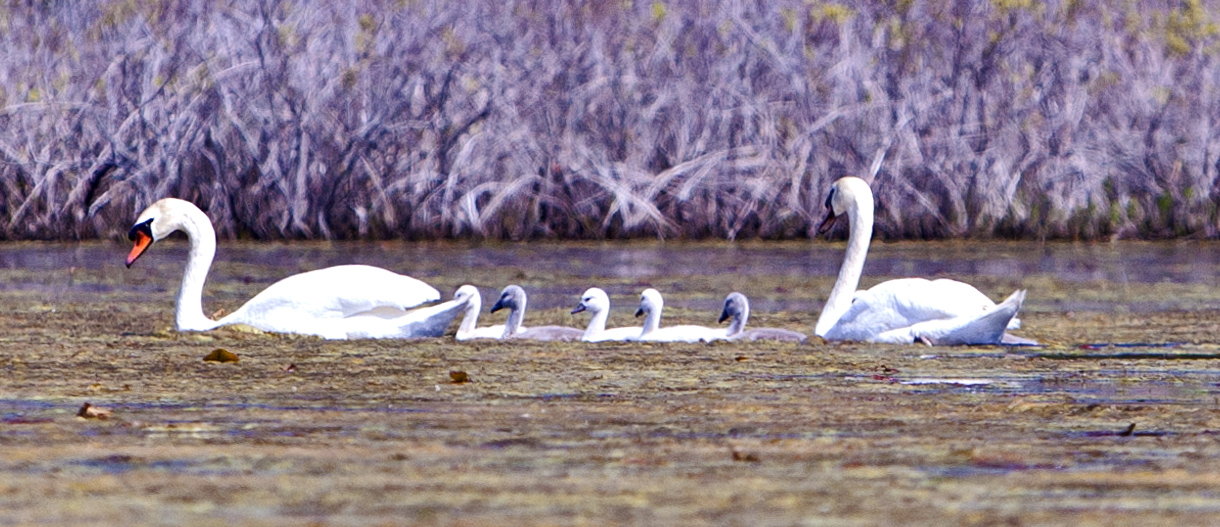 Swan Family #18