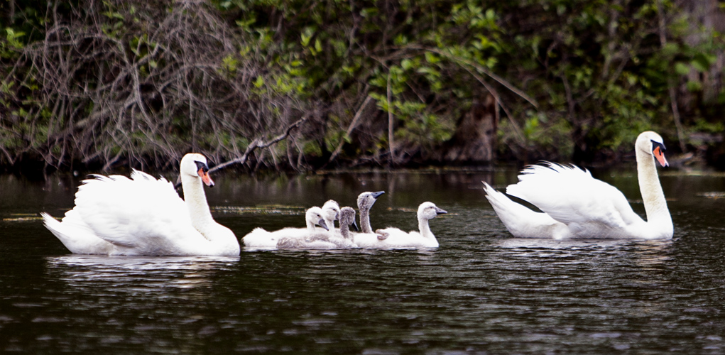 Swan Family #23