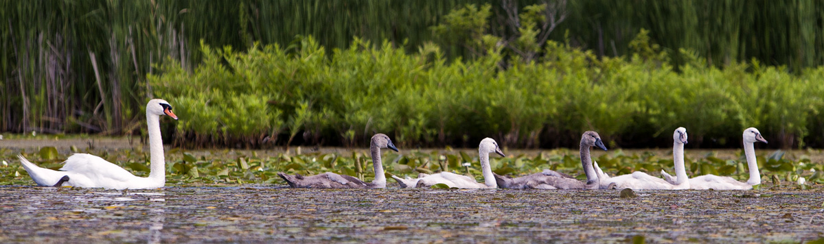 Swan Family #44