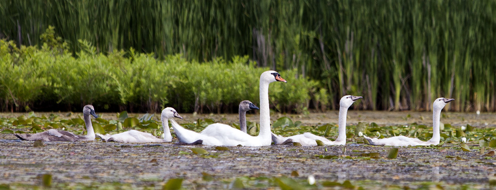 Swan Family #46