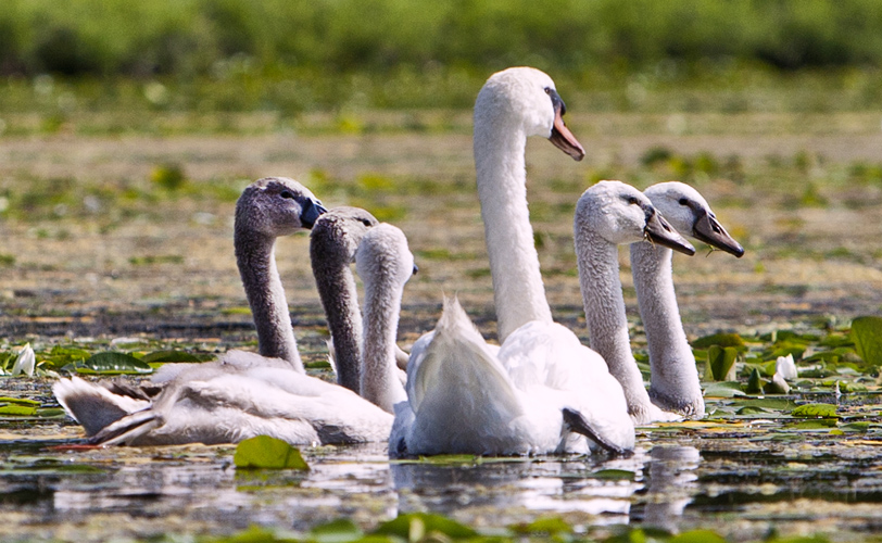 Swan Family #59