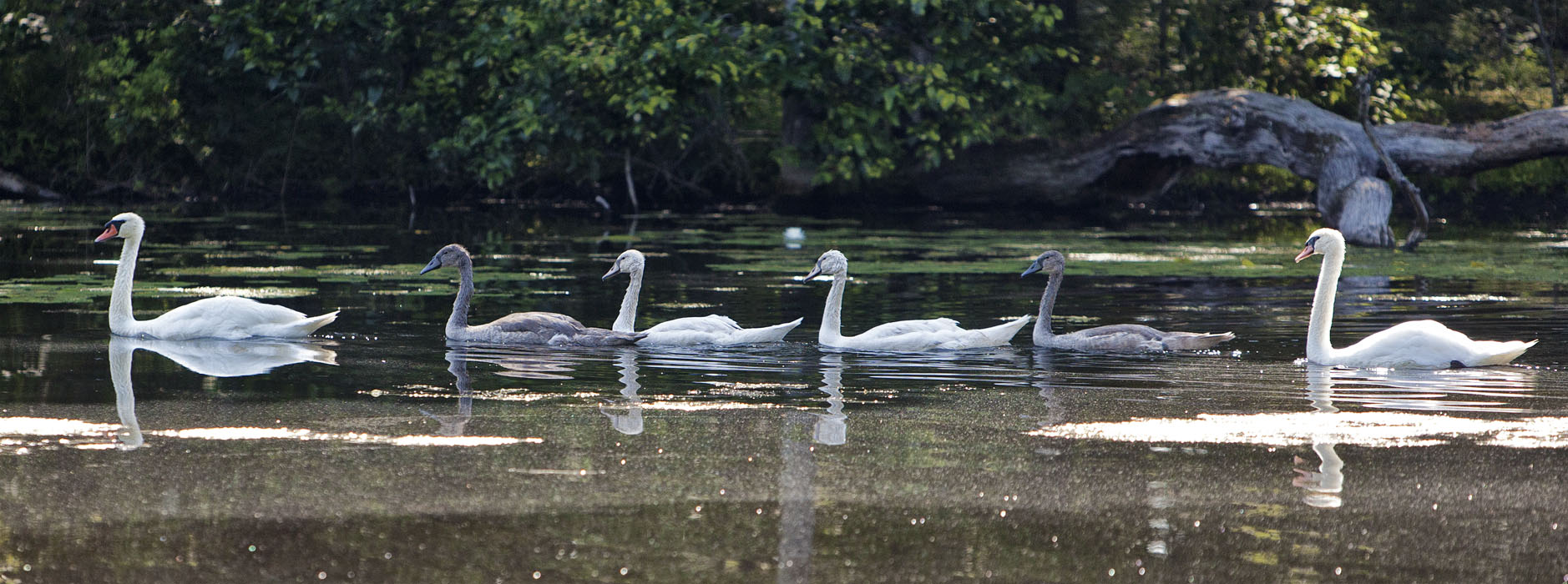 Swan Family #70c