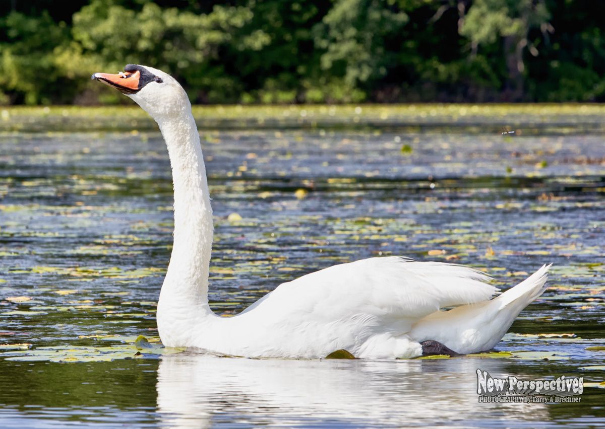 Swan Hesads up #07
