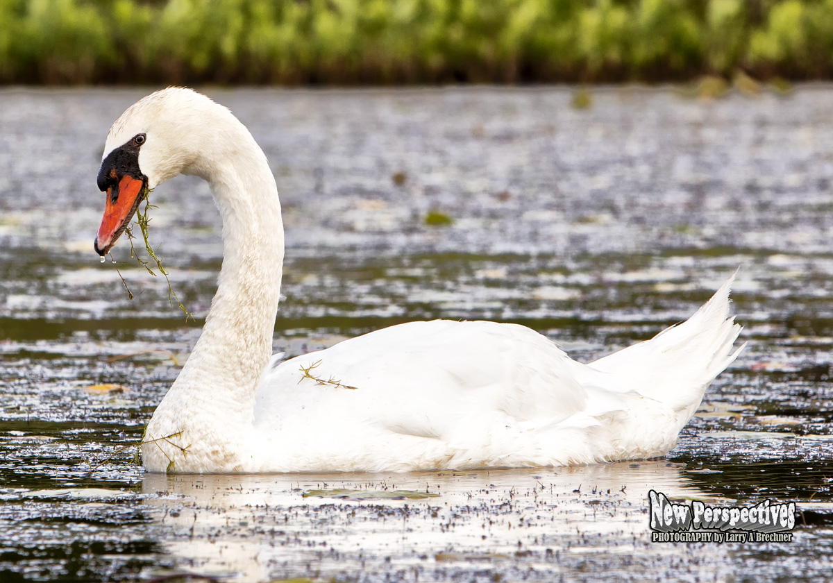 Swan #188