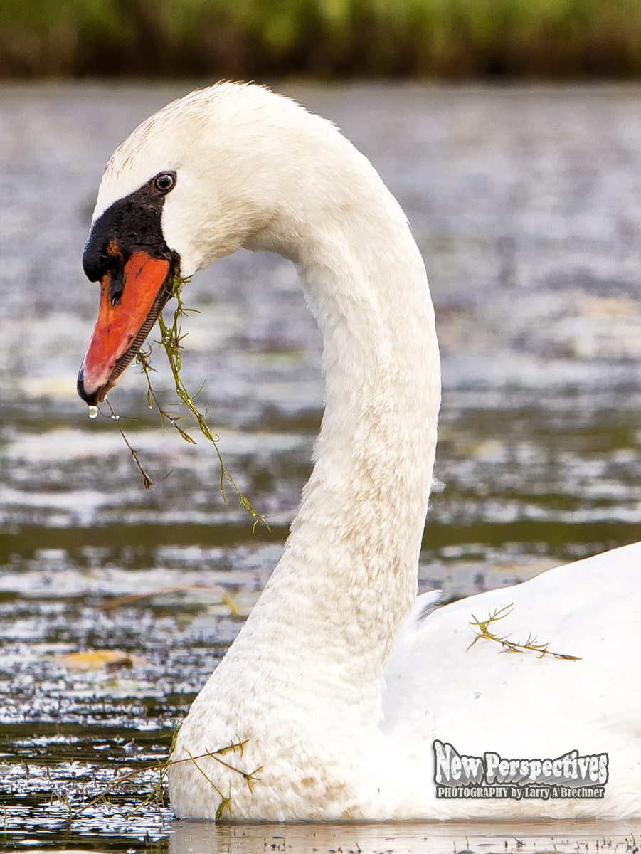 Swan #188c