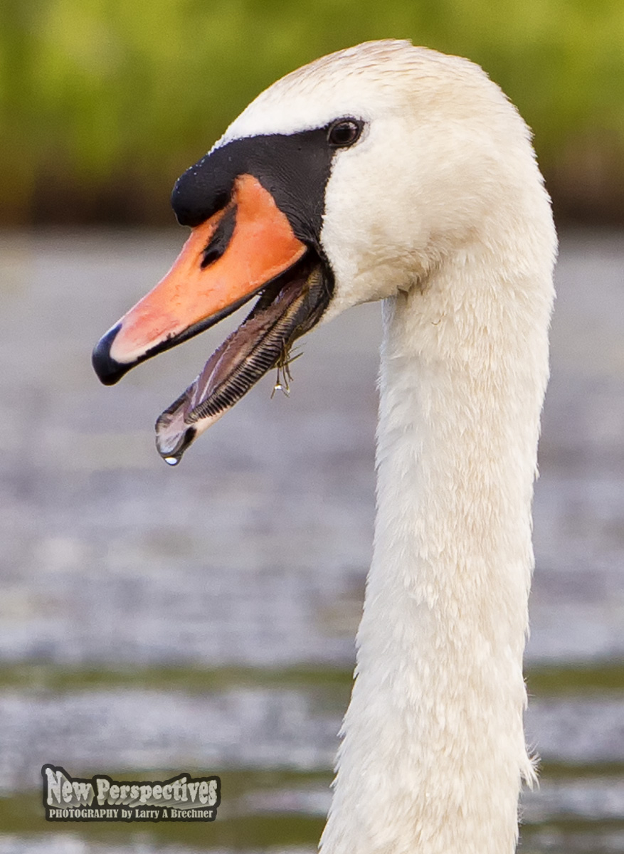 Swan #189