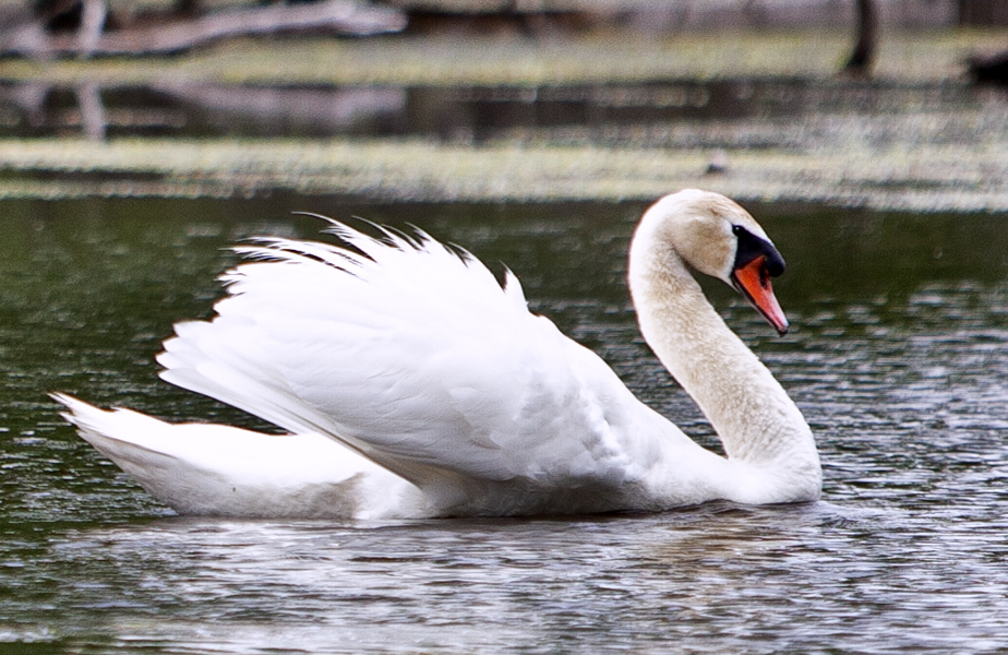 Swan  #39