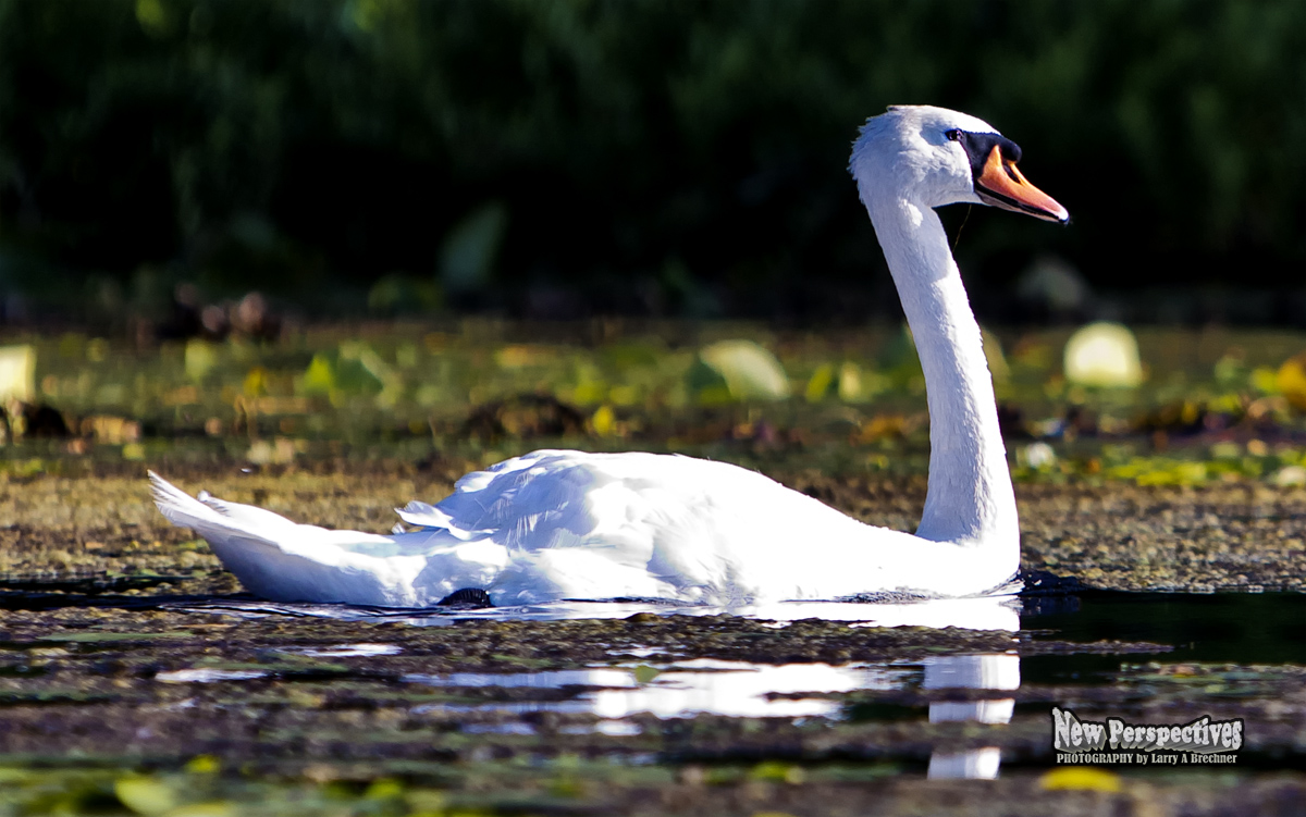 Swan #12