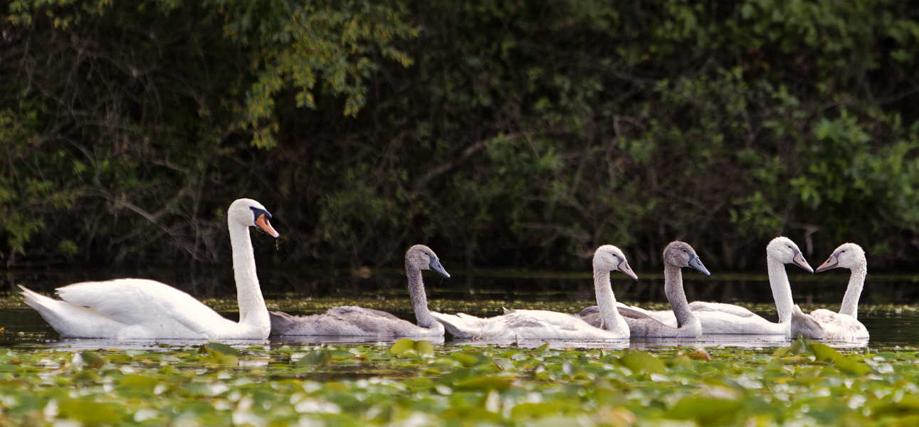Swan Family #13c