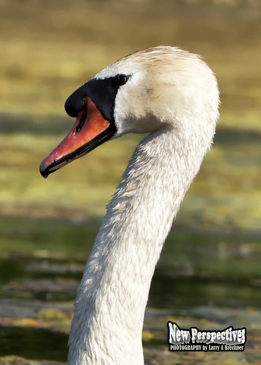Swan #23-2017