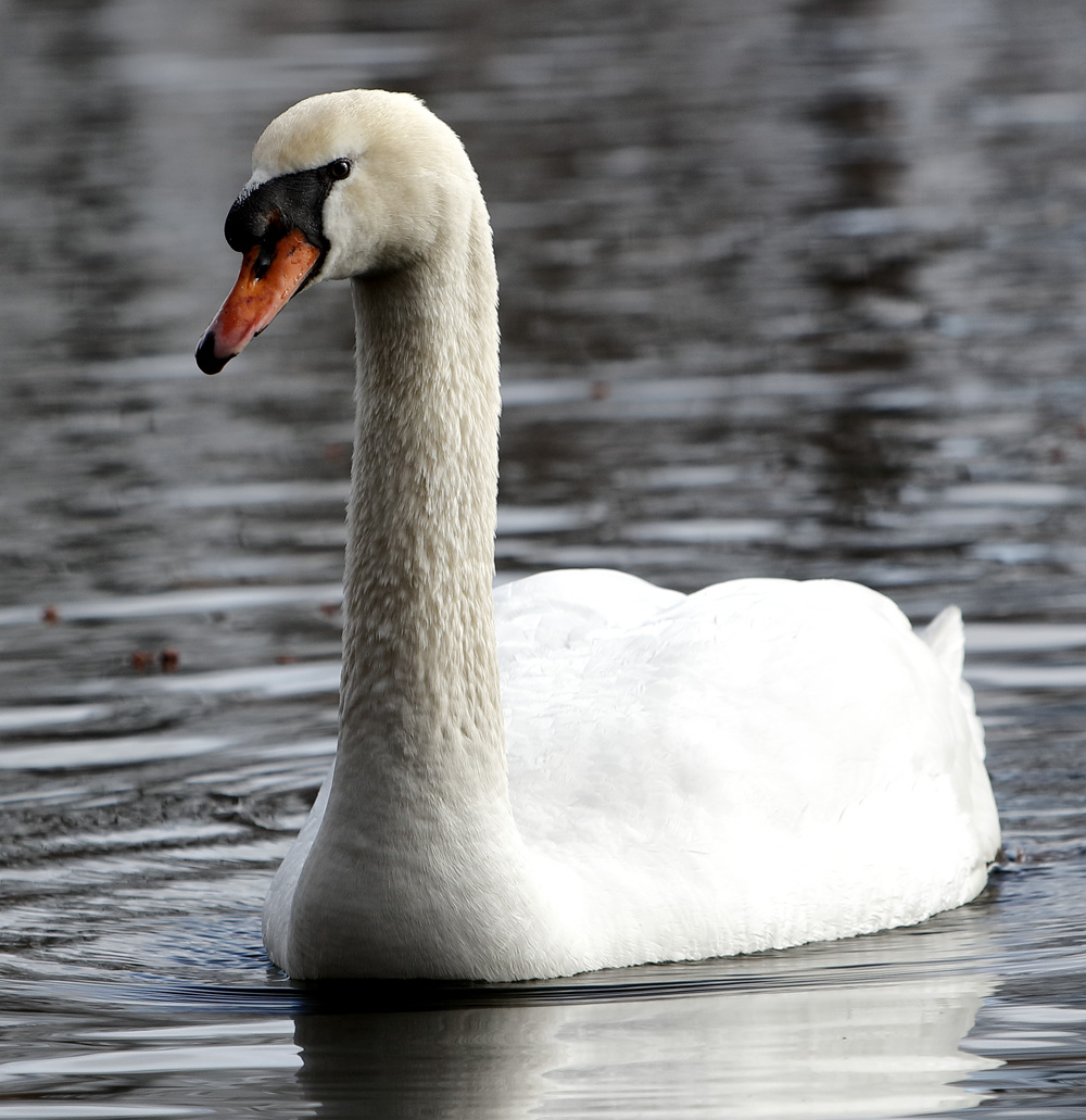 Swan #23