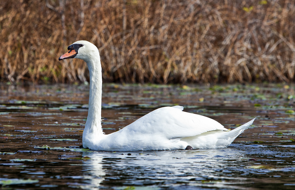 Swan #36